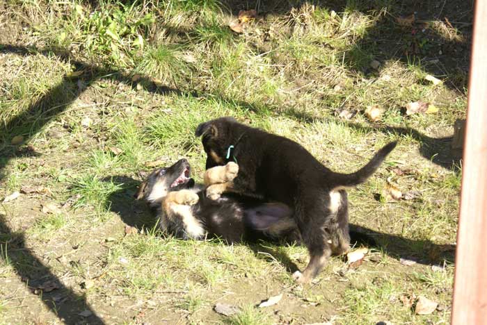 Chiot berger Allemand  Vert 16 et 17 Octobre 2010