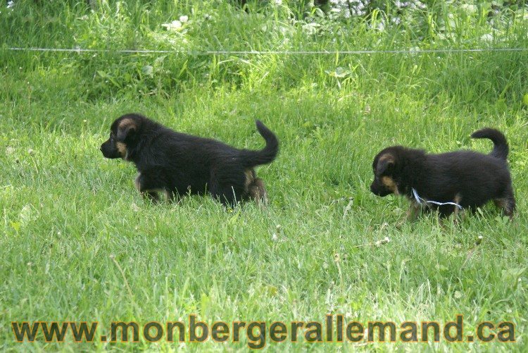 Chiots berger allemand - Lady 4 Juin 2011