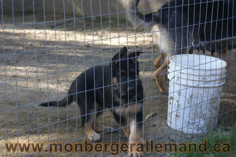 Berger allemand - Juillet 2011