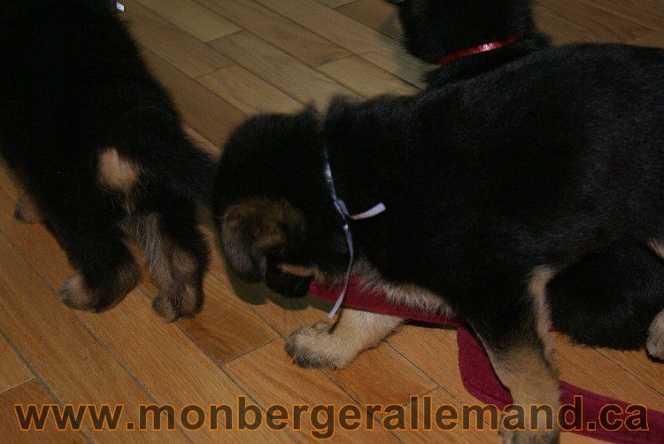 Bleu Clair - Male Berger allemand