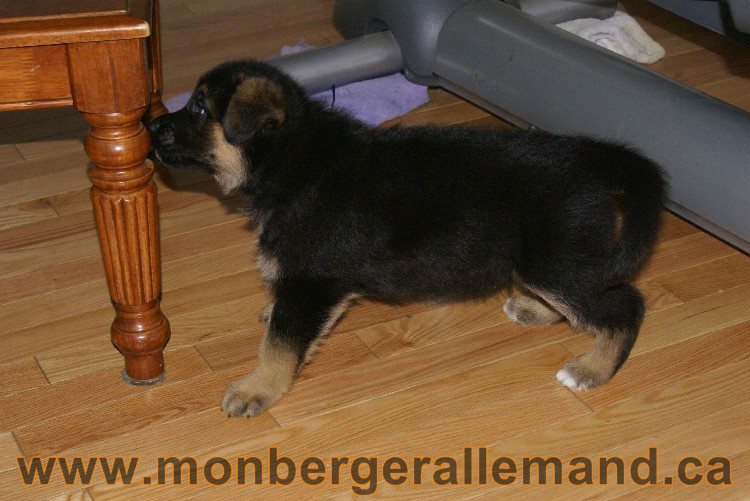 Bleu - Male Berger allemand