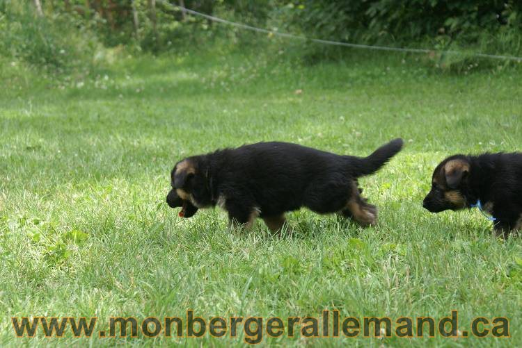 Les chiots berger allemand a Kenya 11 Juillet 2011