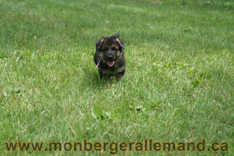 Les chiots berger allemand a Kenya 11 Juillet 2011