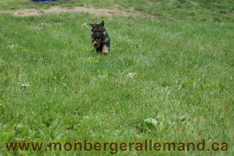 Les chiots berger allemand a Kenya 11 Juillet 2011