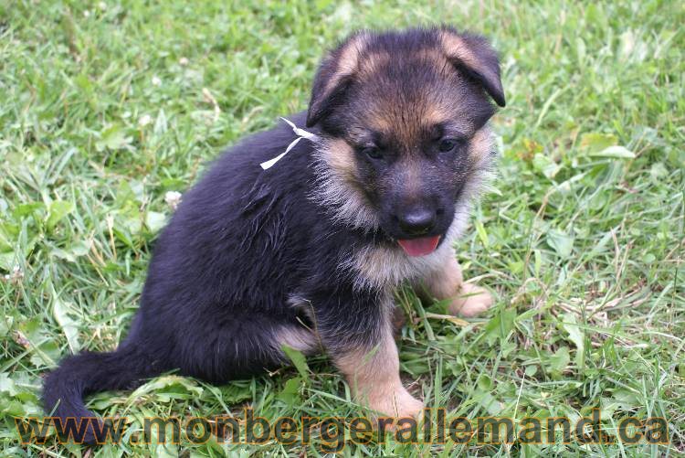 Les chiots berger allemand a Kenya 11 Juillet 2011