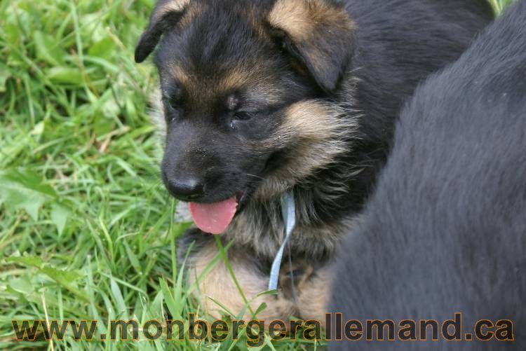 Les chiots berger allemand a Kenya 11 Juillet 2011