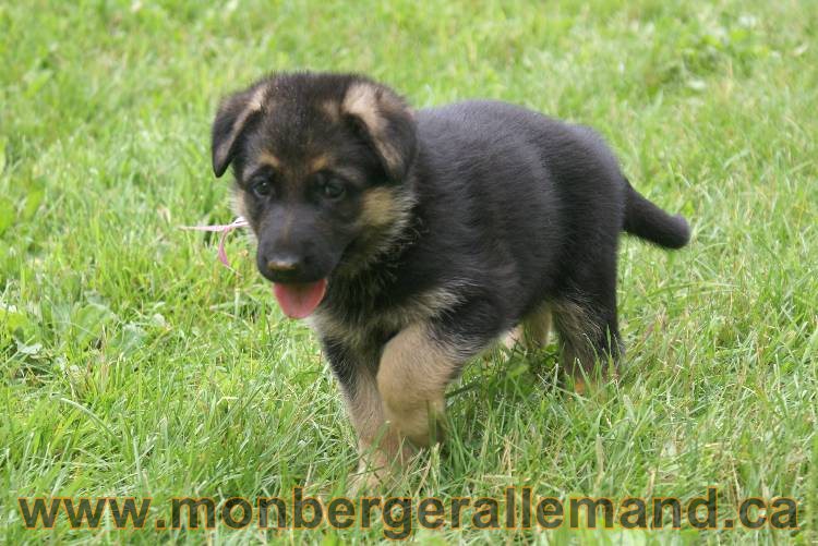 Les chiots berger allemand a Kenya 11 Juillet 2011