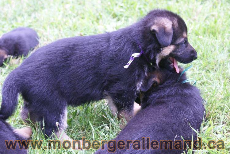 Les chiots berger allemand a Kenya 11 Juillet 2011