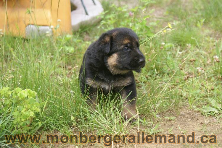 Les chiots berger allemand a Roxy !