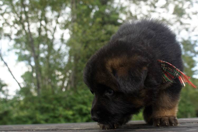 Les chiots berger allemand a Roxy - 22 Juillet 2011