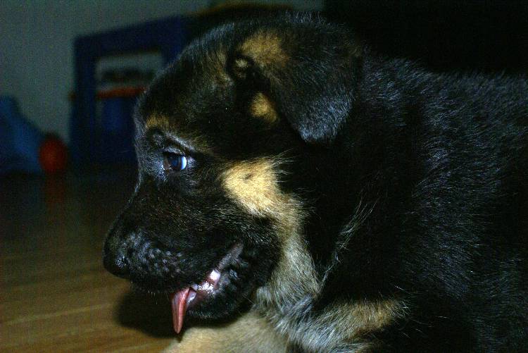 Les chiots berger allemand a Roxy - 22 Juillet 2011