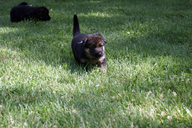 Nos chiots et chien berger allemand - 17 juillet 2011