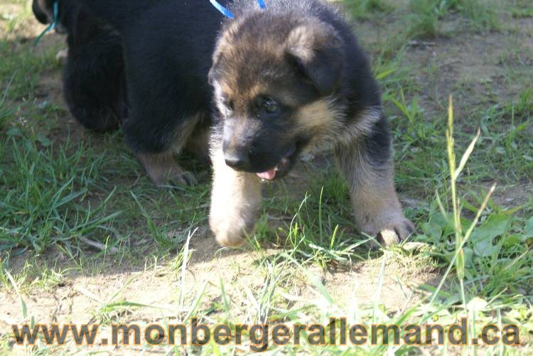 Les chiots a Kenya , 2 chiots berger allemand encorte disponible sur cette portée