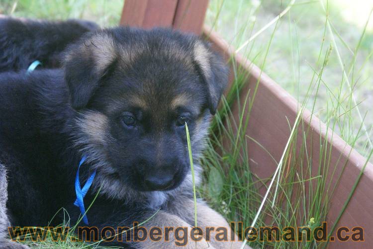 Les chiots a Kenya , 2 chiots berger allemand encorte disponible sur cette portée