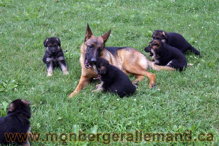 Les chiots berger allemand a Kenya - 13 juillet 2011