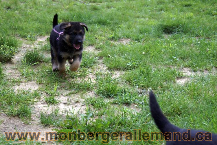 Les chiots berger allemand a Kenya - 13 juillet 2011