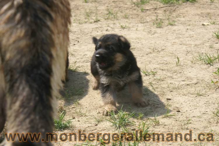 Les chiots berger allemand a Kenya - 5 juillet 2011