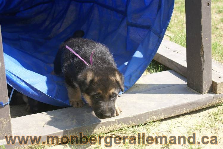 Les chiots berger allemand a Kenya - 5 juillet 2011