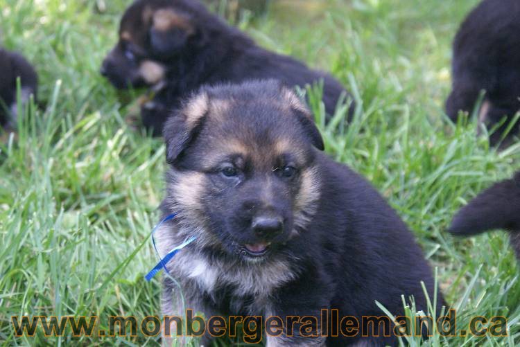 Les chiots berger allemand a Kenya - 5 juillet 2011