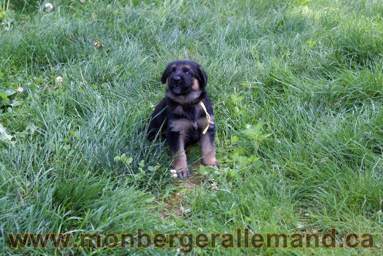 Les chiots et chien berger allemand - 16 juillet 2011