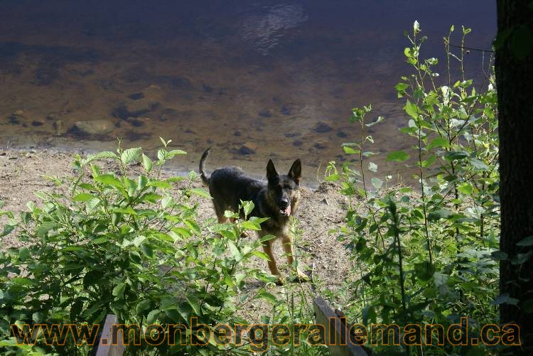 Les chiots et chien berger allemand - 16 juillet 2011